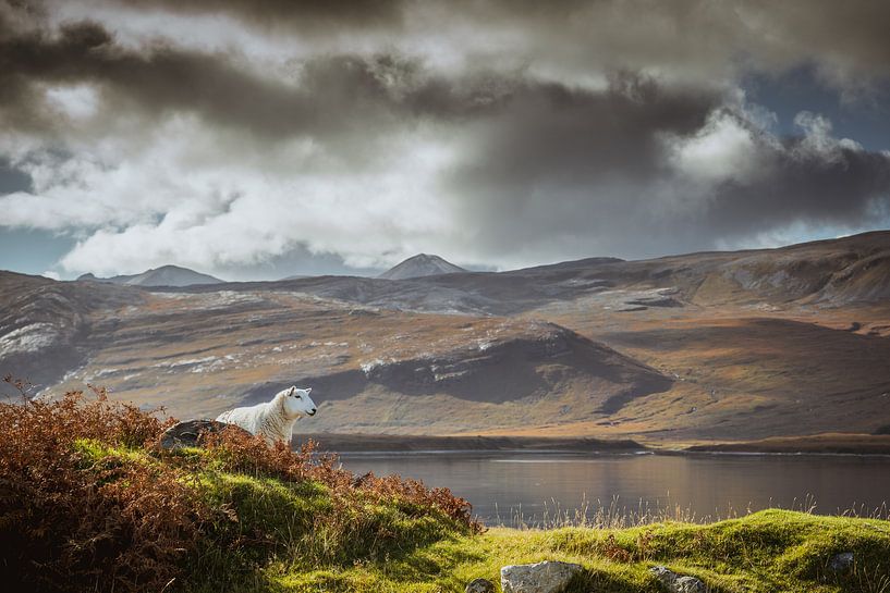 Ein Schaf in Schottland sein von Fenna Duin-Huizing