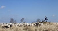 De herder en zijn kudde