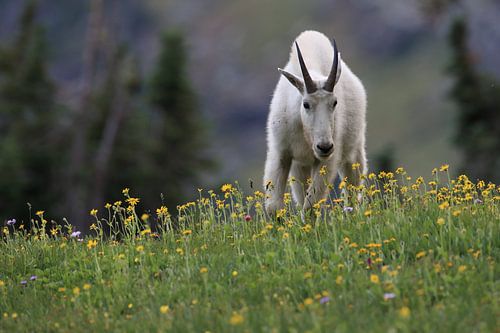 Sneeuwgeit (Oreamnos americanus), Glacier National Park, Montana, Rocky Mountains, USA