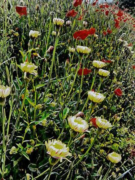 Italiaanse wilde bloemen met rode klaprozen van Dorothy Berry-Lound