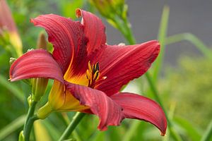 Taglilie, Hemerocallis