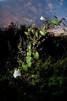 Witte bloem tegen zonsondergang