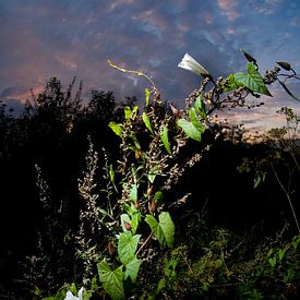 Weiße Blume gegen Sonnenuntergang von Marcel Admiraal