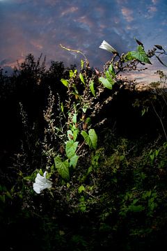 Witte bloem tegen zonsondergang van Marcel Admiraal