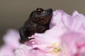 frog on blossom by Esmee Eeltink