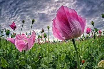 Mohnblüte von Carina Buchspies