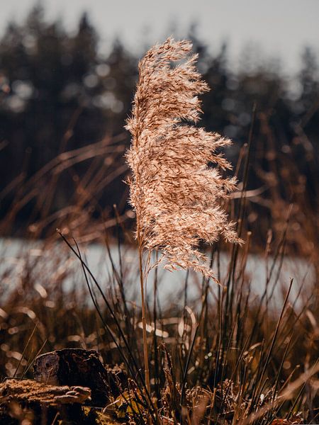 Ornamental grass shades of brown by Alleydam