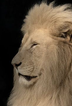 Der weiße Löwe von Foto Studio Labie