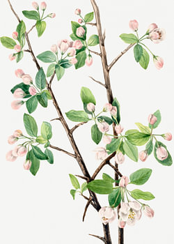Wilde Süßwasserkrabbe (1920)