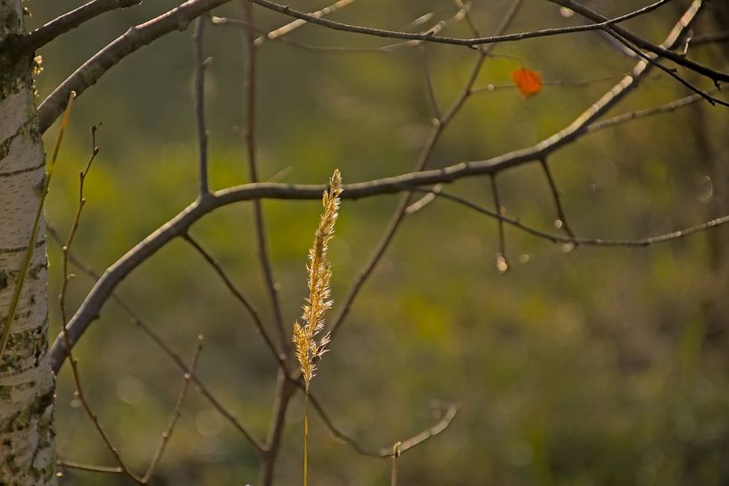 Flowering torch grass and the branches of a bare birch by Kristof Lauwers