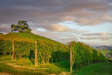 Weinberge der Langhe und Libanonzeder, Italien