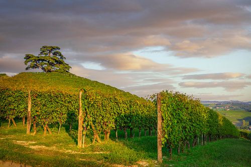 Langhe wijngaarden en ceder van Libanon, Italië