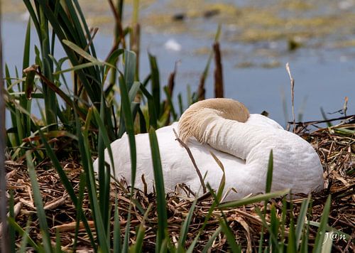 cygne endormi