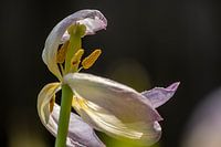 Tulipe dansante