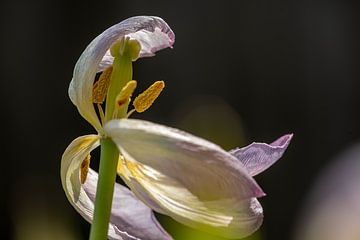 Dansende tulp