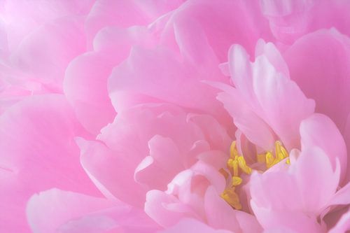 The heart of a peony