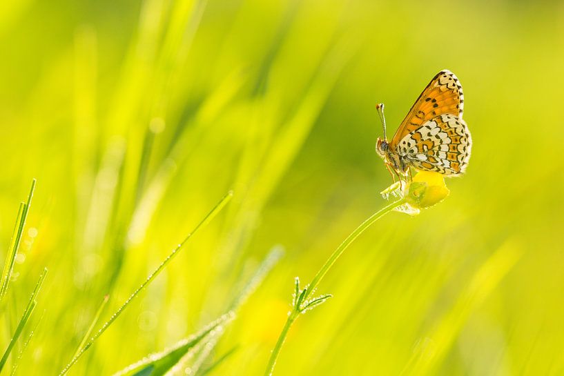 Golden Melitaea cinxia van Francois Debets