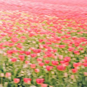 Tulpenveld van Foto NVS