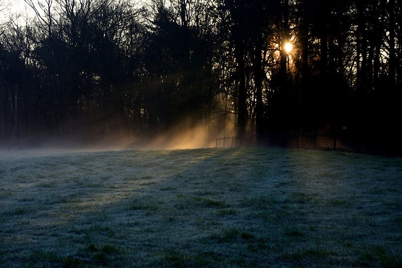 Lever de soleil dans une forêt brumeuse et froide en hiver. par Jurjen Jan Snikkenburg