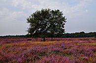 Heide in bloei op de Veluwe van Robin Verhoef thumbnail