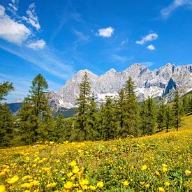 Prairie de fleurs jaunes avec le massif du Dachstein en toile de fond sur Christa Kramer