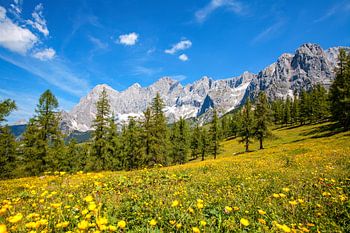 Gele bloemenweide tegen de achtergrond van de bergen van Dachstein