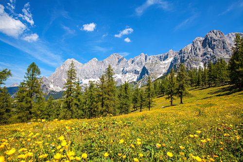 Gelbe Blumenwiese vor der Kulisse des Dachsteingebirges
