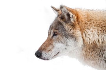 Grote grijze rode Morda wolf in profiel op witte besneeuwde achtergrond, hoofd van een beest van Michael Semenov
