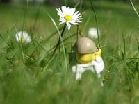 LARS maakt foto van madeliefje