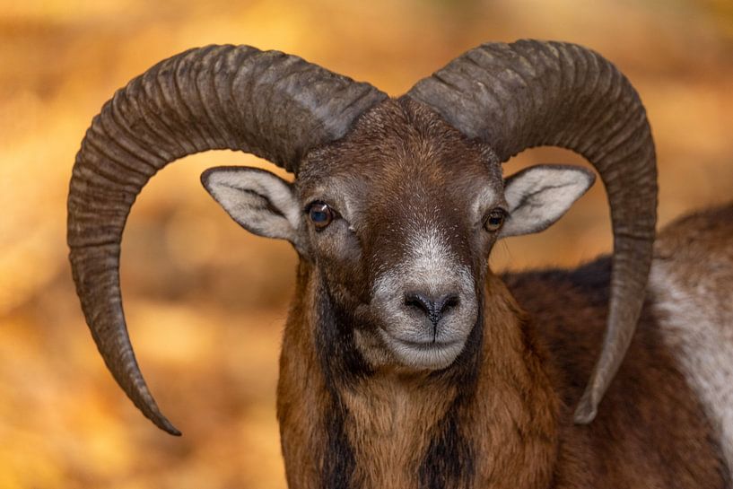 Mouflon (Ovis orientalis), a portrait by Gert Hilbink