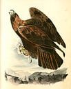 Adelaar, Golden Eagle., Audubon, John James, 1785-1851 van Liszt Collection thumbnail