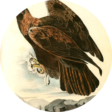 Adelaar, Golden Eagle., Audubon, John James, 1785-1851