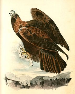 Adelaar, Golden Eagle., Audubon, John James, 1785-1851