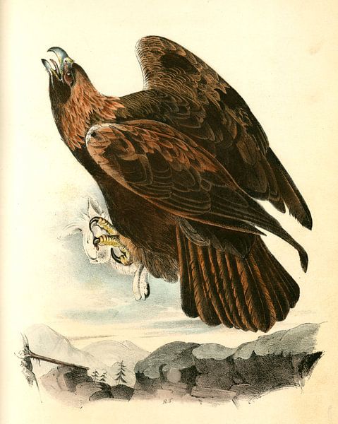 Adelaar, Golden Eagle., Audubon, John James, 1785-1851 van Liszt Collection