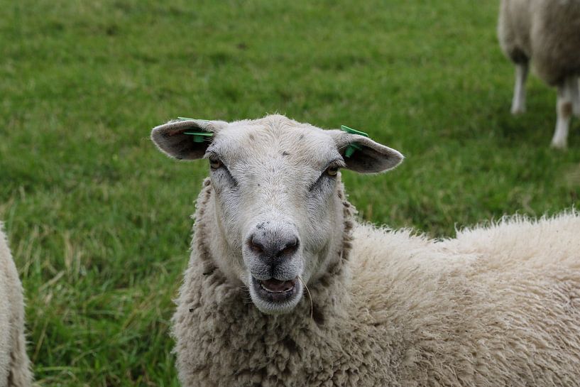 schaap schapen weiland van Frans Versteden