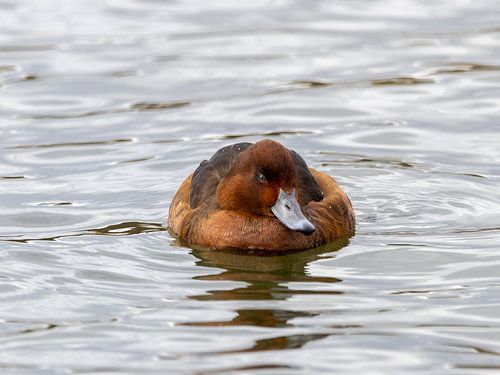 Ferruginous duck in water
