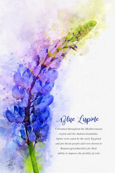 Blaue Lupine von Theodor Decker