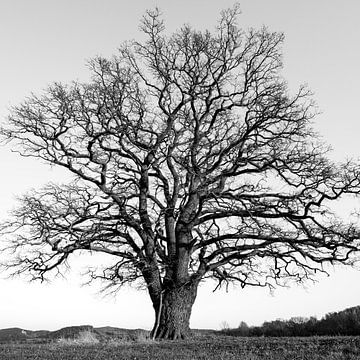 The Thick Oak by Roland Brack