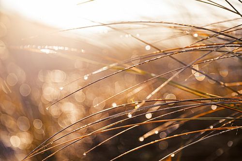 Puur natuur. Duingras met veel bokeh