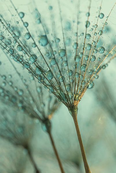Abstract turquoise: Droplets rest on a Tragopogon by Marjolijn van den Berg