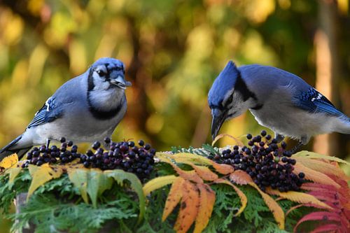 Blauwe gaaien bij de voederbak