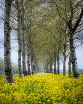 Buchenallee mit Raps