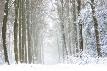 Boslandschap in sneeuw en mist van Francis Dost