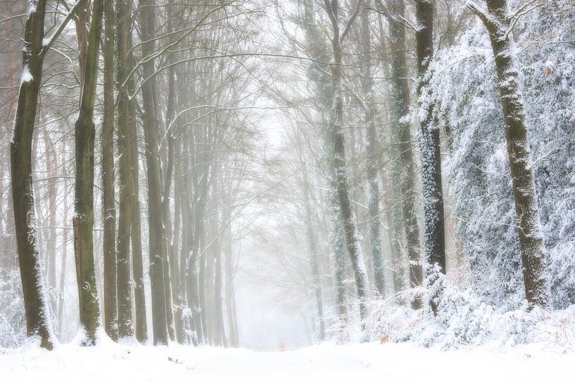 Paysage forestier dans la neige et le brouillard par Francis Dost