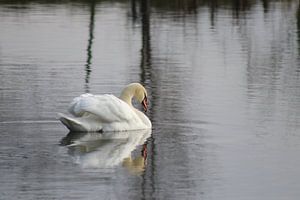 Cygne muet