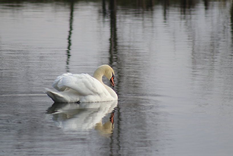 Mute Swan by John Kerkhofs