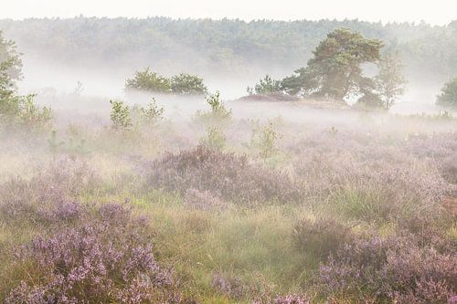 Heide landschap op de Veluwe