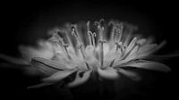 Dandelion black/white