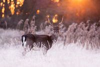 Fire 'n Ice - Damhirsch im Winterwunderland