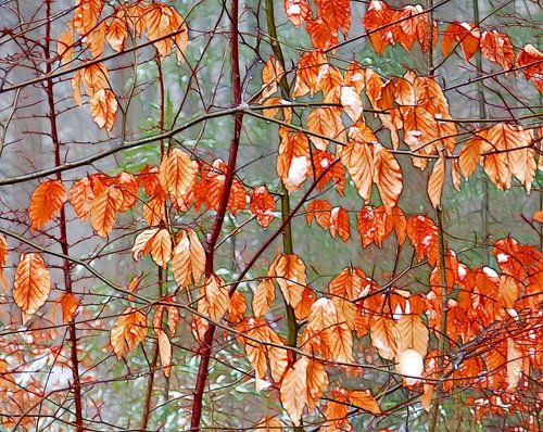Beech leaves...